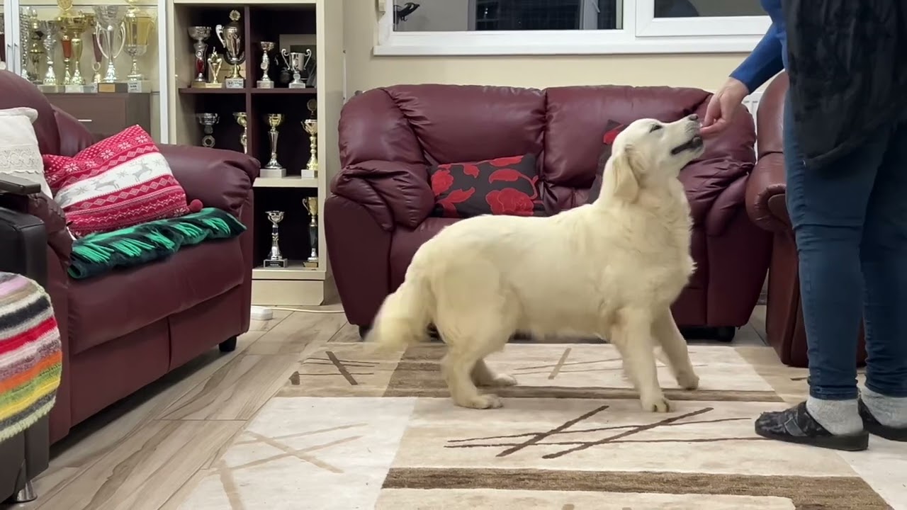 9,5 months old Dream On of Clear Passion, English Golden Retriever female from Sally & Dreamy litter