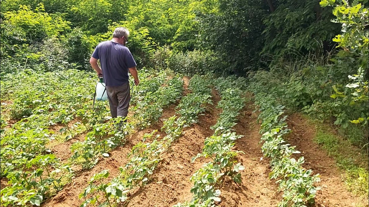 ON TRAITE NOS POMMES DE TERRE CONTRE LES DORYPHORES
