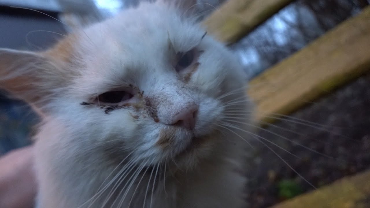 Old cat and hungry cats