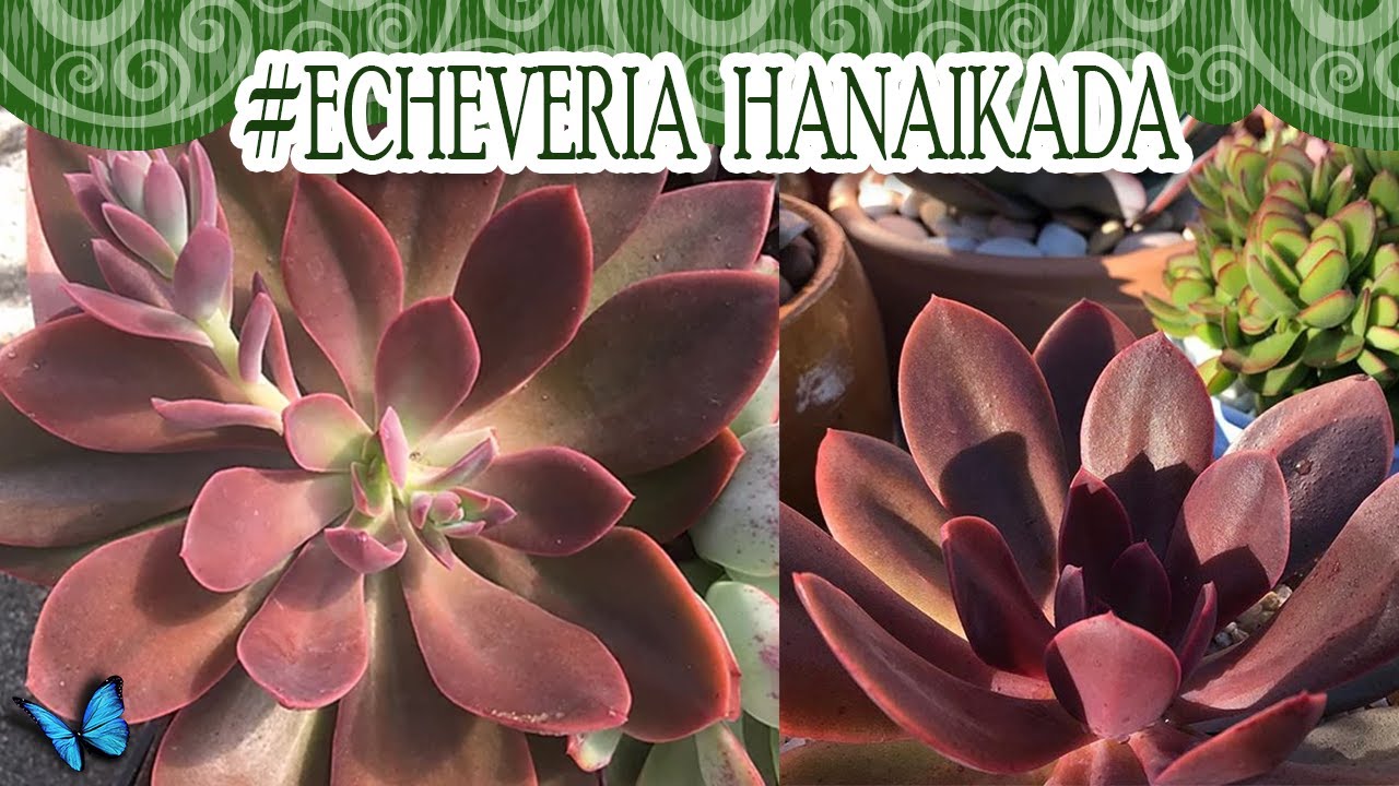#Suculentadodia! | Echeveria Hanaikada