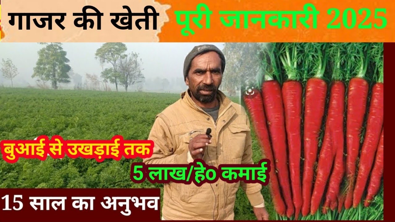 Gajar ki kheti kaise karen | गाजर की खेती बुवाई से अंत तक पूरी जानकारी | Carrot farming in India