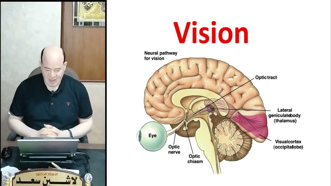 Vision - Outer fibrous layer  Lashin د.لاشين