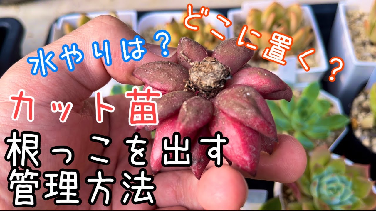 [多肉植物]カット苗から根っこを出したい！我が家のカット苗管理事情