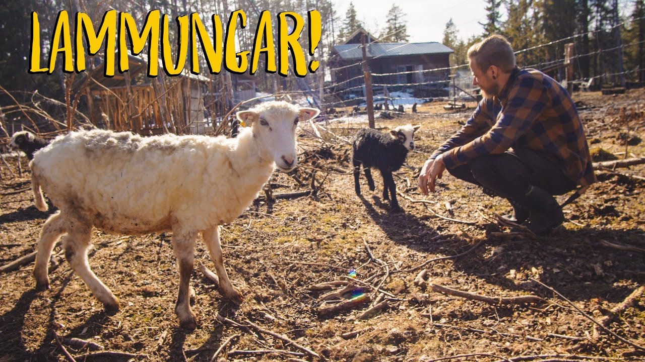 H&auml;nger i Talasbuan