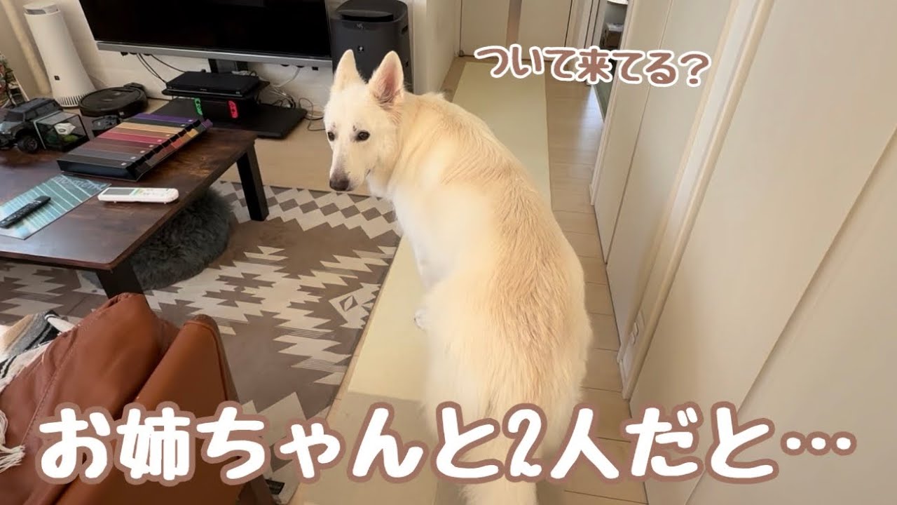 お姉ちゃんと2人だといつもと違う大型犬【ホワイトシェパード】