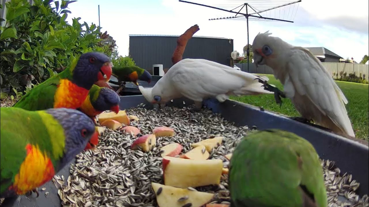 Australian bird feeder cam | 20/1/26  | rainbow lorikeets | cat tv | crazy sounds | feeding | galahs