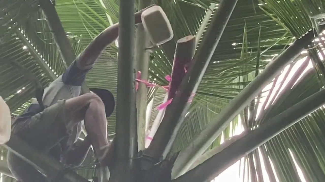 Palmsuiker halen uit de boom