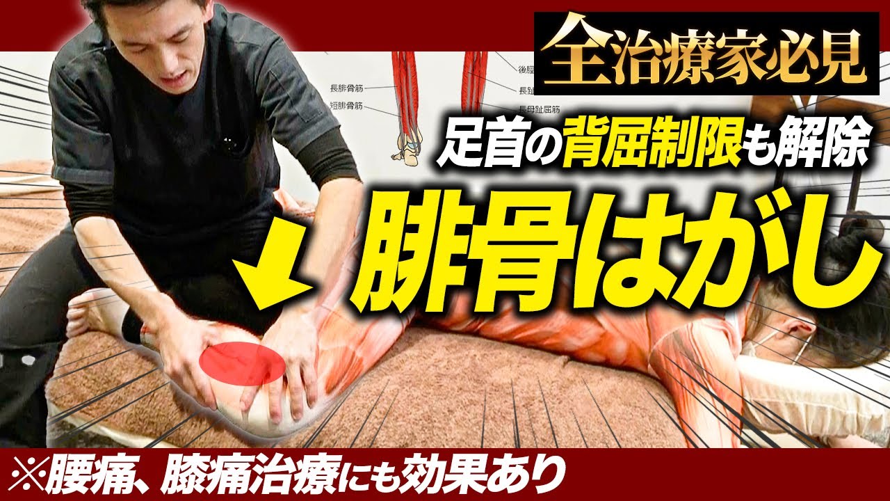 【※有料級※】腰痛・膝痛にも！腓骨筋の解剖学に沿った背屈制限を解消する治療法を特別に公開します！！