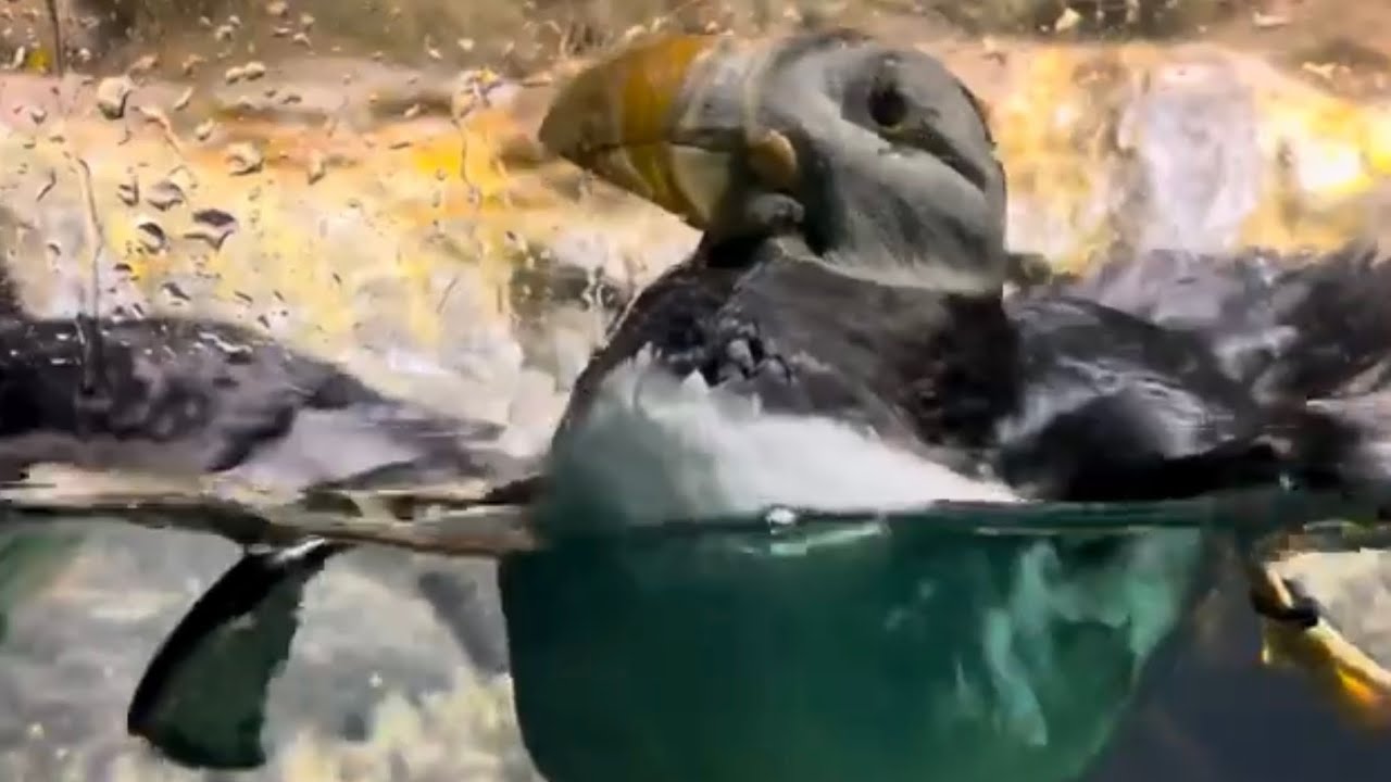 Excited puffin| sea birds | are lovely, cute, active and social || central park zoo NewYork city||