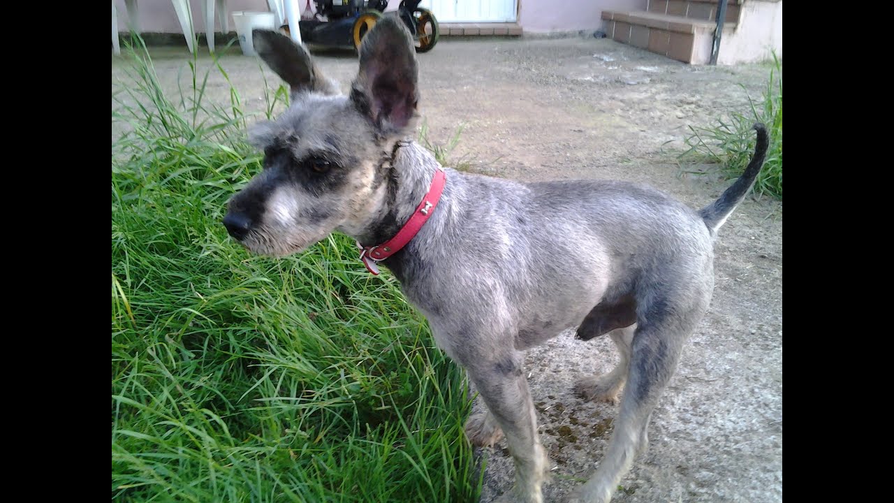 Quino y Lucas