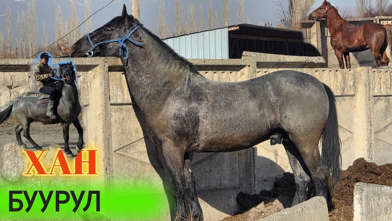 Аскатта Улактын таамайлары 💥ХАН БУУРЛ
