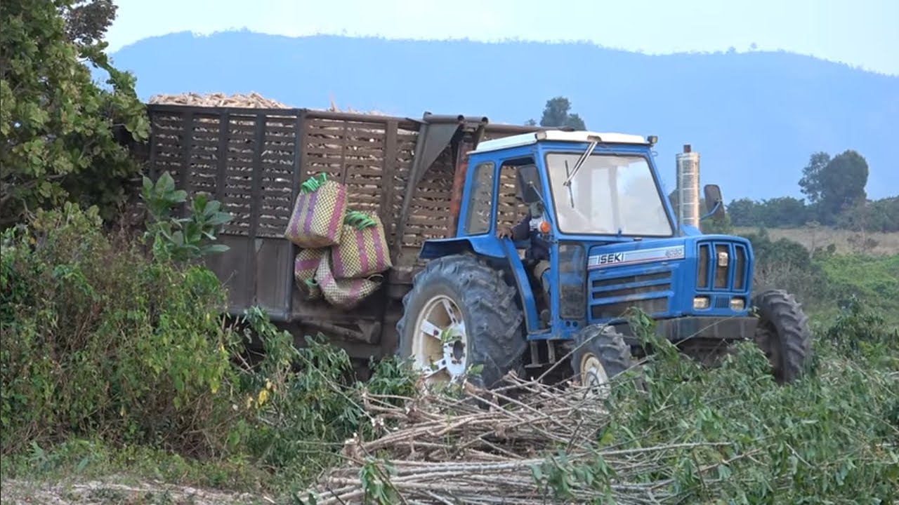 In 24 hours, dozens of tons of cassava were harvested by hand, entirely through manual labor.