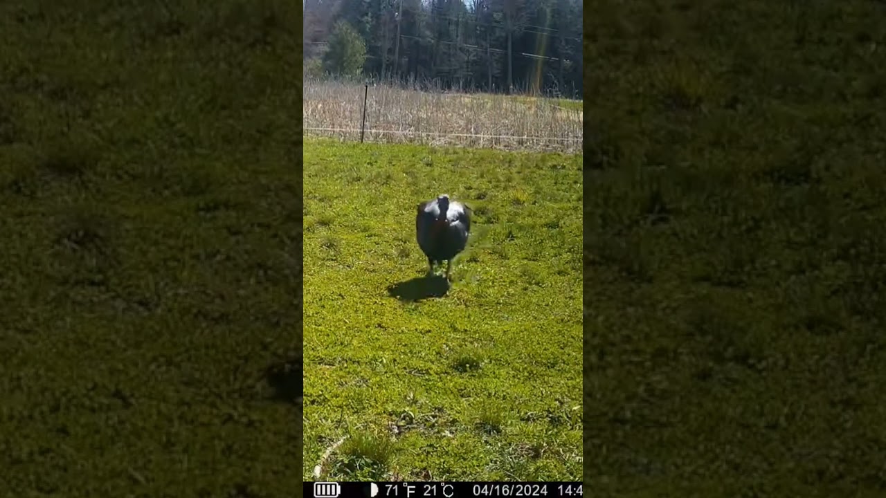 Single Tom Turkey eating in the plot #2024 #new #wildlife #turkey #spring #foodplot #alone #tom