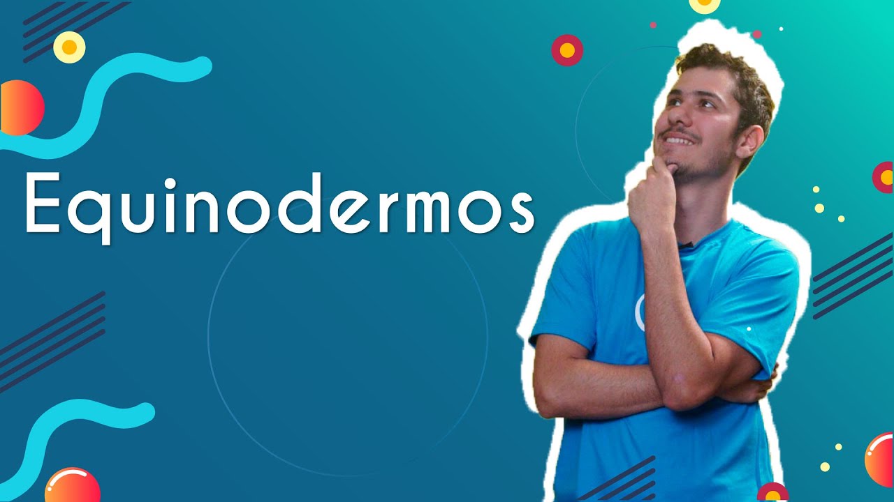 Equinodermos  - Brasil Escola