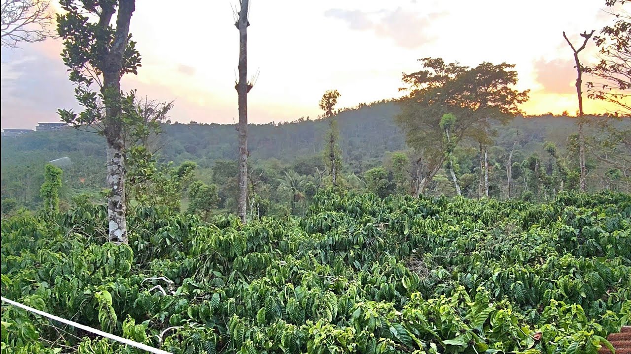 ( ID # 130 ) 2 Acre 20 gunta well maintained Robusta coffee estate for SALE.. Near Sakleshpura 👌