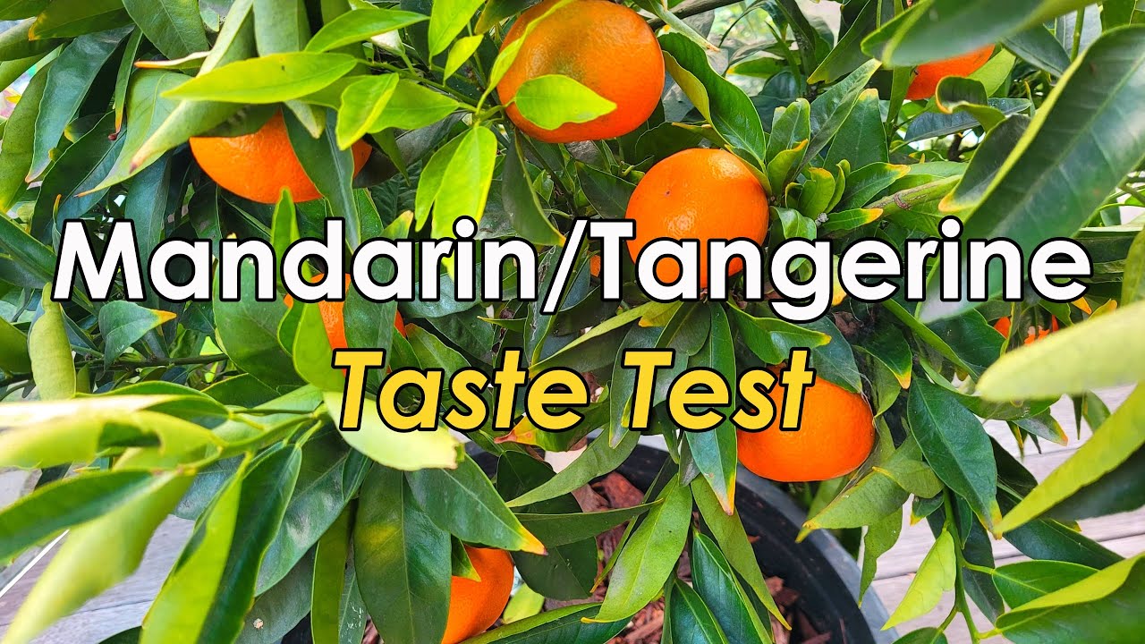 Taste Test of Mandarins or Tangerines Picked from My Cocktail Citrus Tree | Clementine Mandarin (品尝)