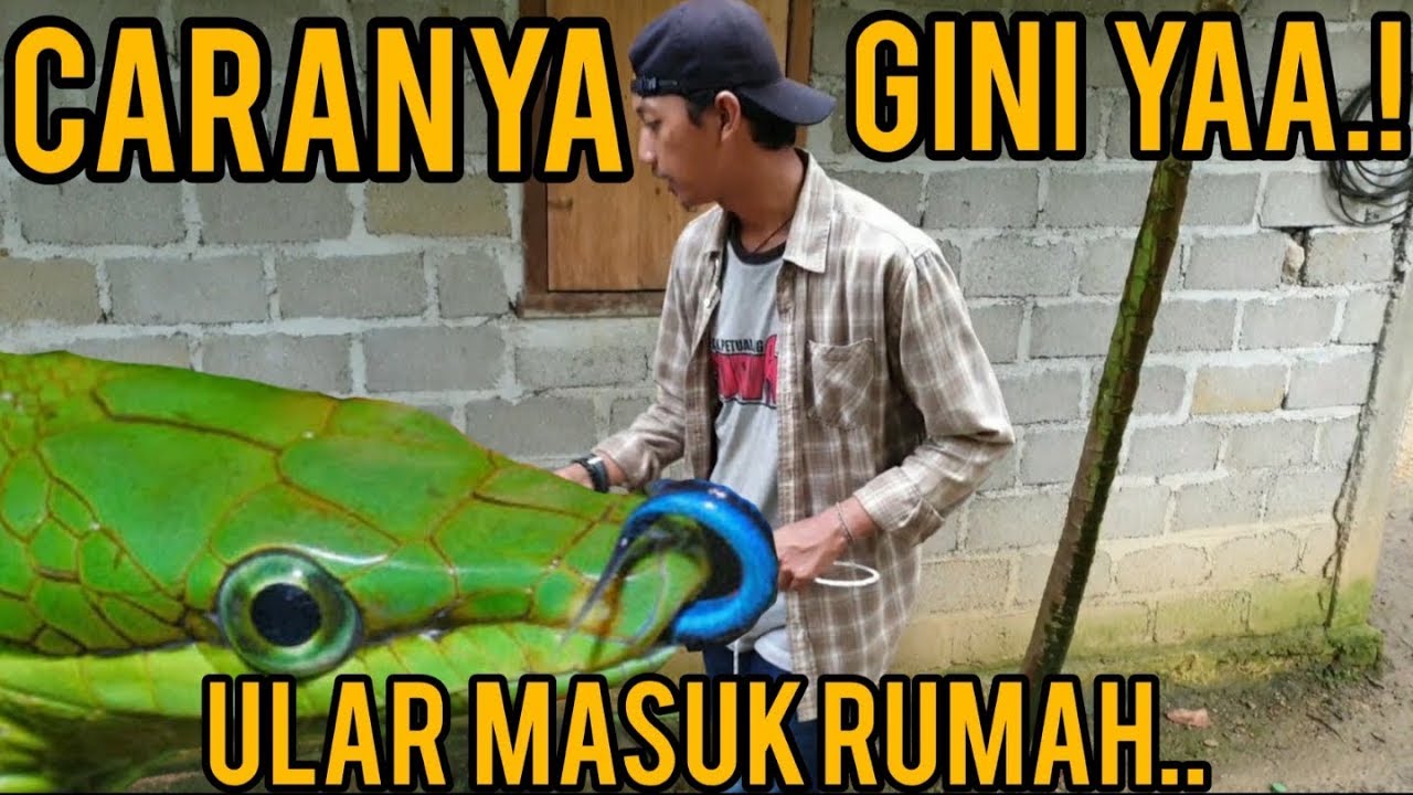 ALAT UNTUK MENANGKAP ULAR YANG SEDERHANA DAN MANTUL BANGETTTT