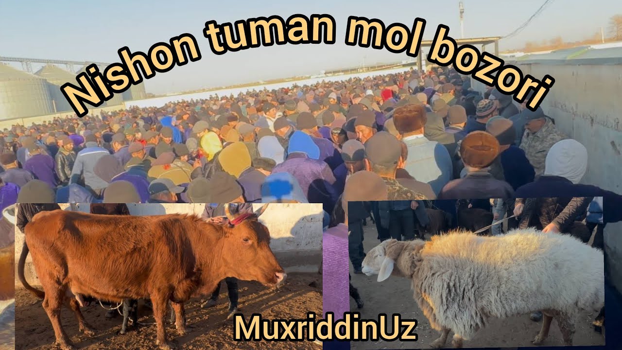 Nishon. Tumani Mol Bozori Bozor Juda avjida #molbozor2024 