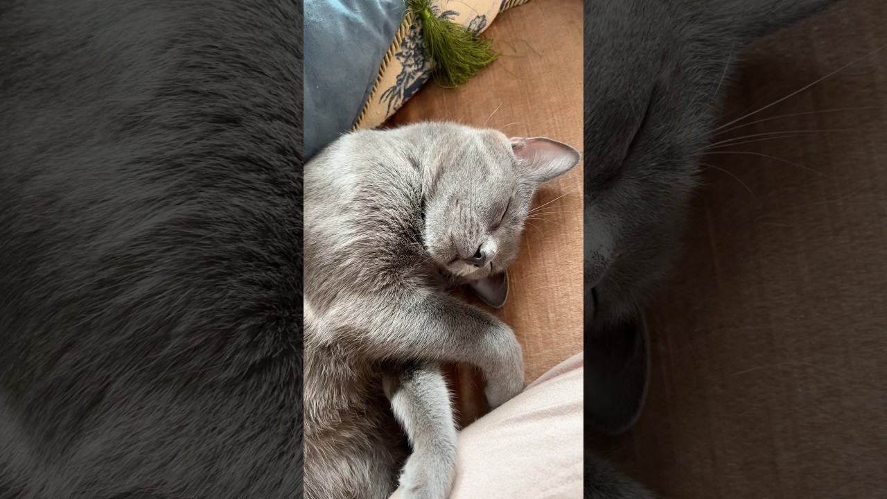 #балбес #коты #котыдонбасса #спасение_животных