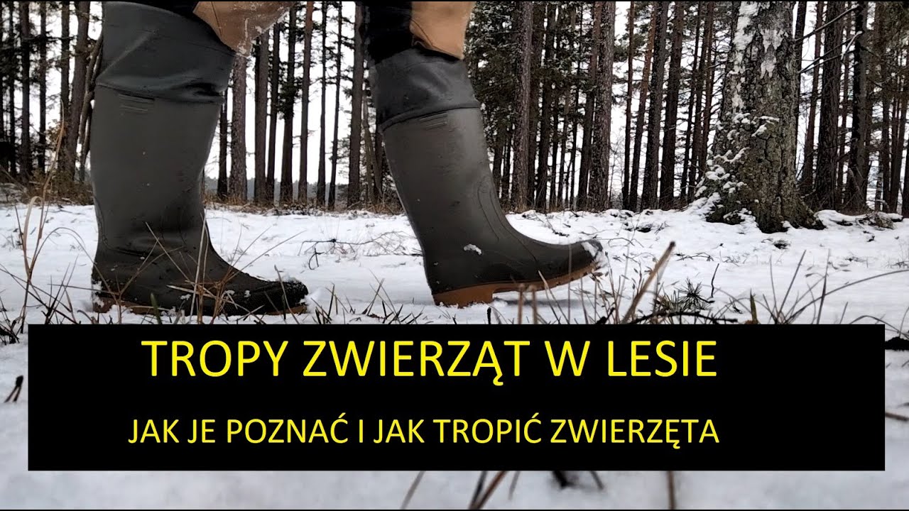 TROPY ZWIERZĄT W LESIE #poradnik #animal #forest #tropy #deer #jeleń