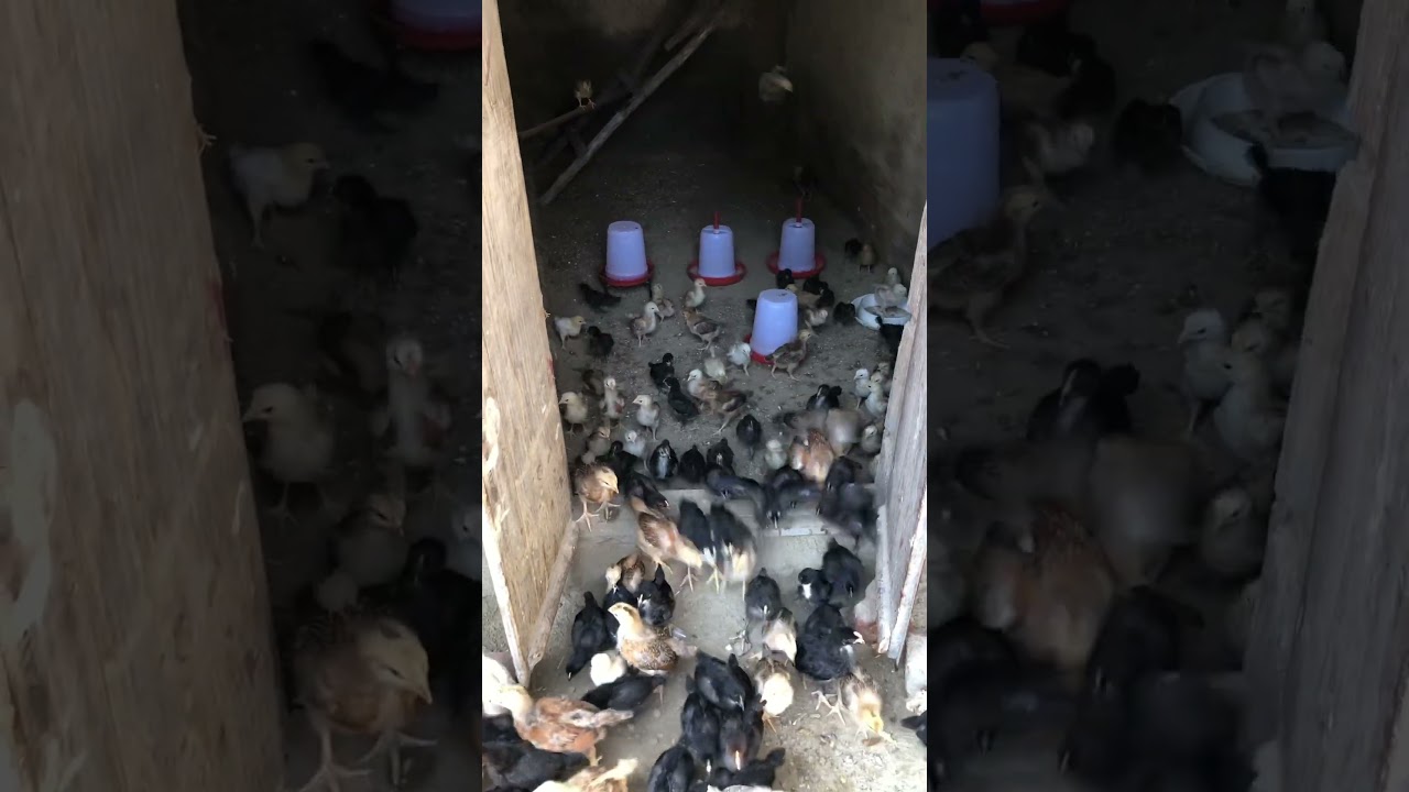 Day 18 // Rir chicks 🐥 #likeforlikes #rirchicks #trendingshorts #subscribemychannel #viralshort