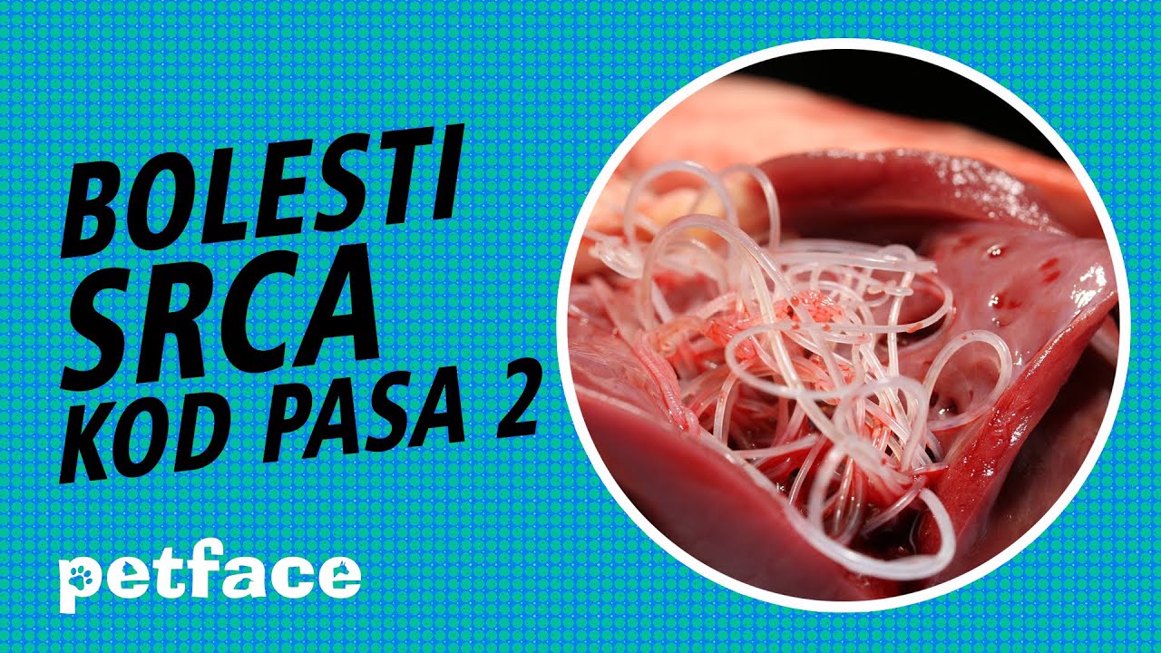 SRČANE BOLESTI KOD PASA 2