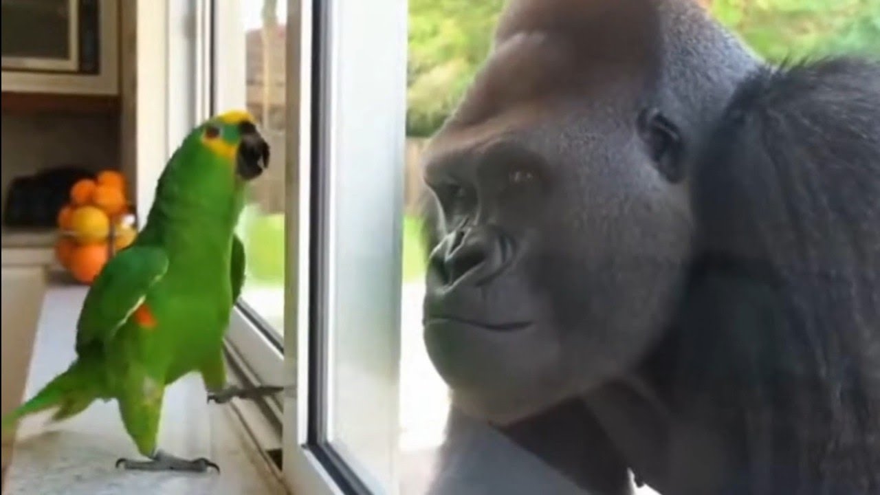 Papagaio Engraçado 🦜