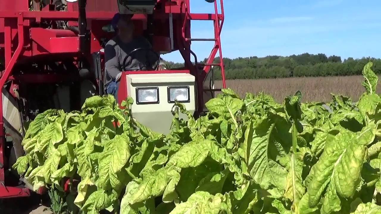 Tobacco harvesting in southern Ontario, Canada.