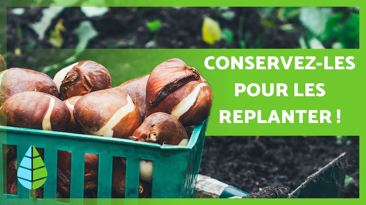 Comment CONSERVER les BULBES de TULIPES 🌷 (Jusqu'à la replantation)