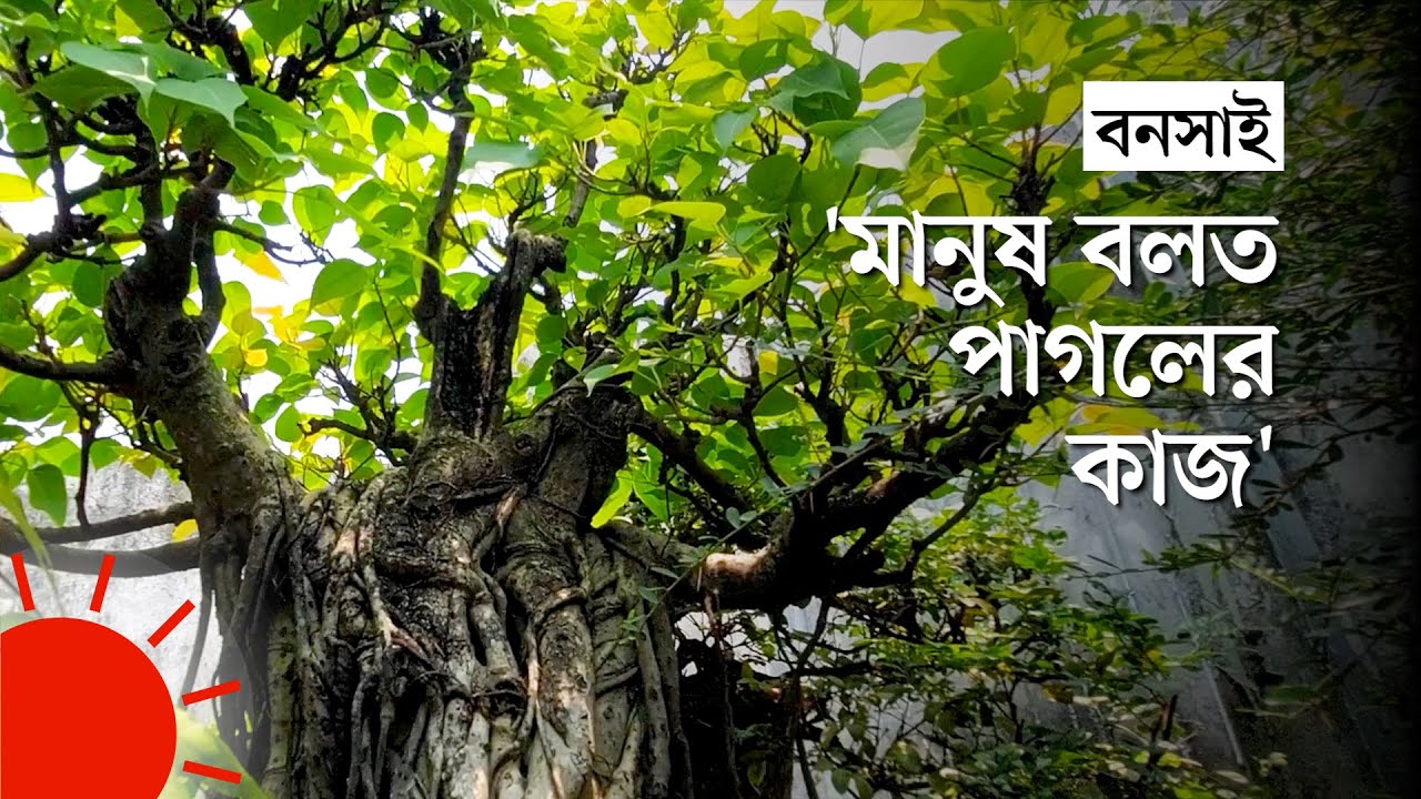 বাড়ির ছাদে বনসাইয়ের রাজ্য | Bansai