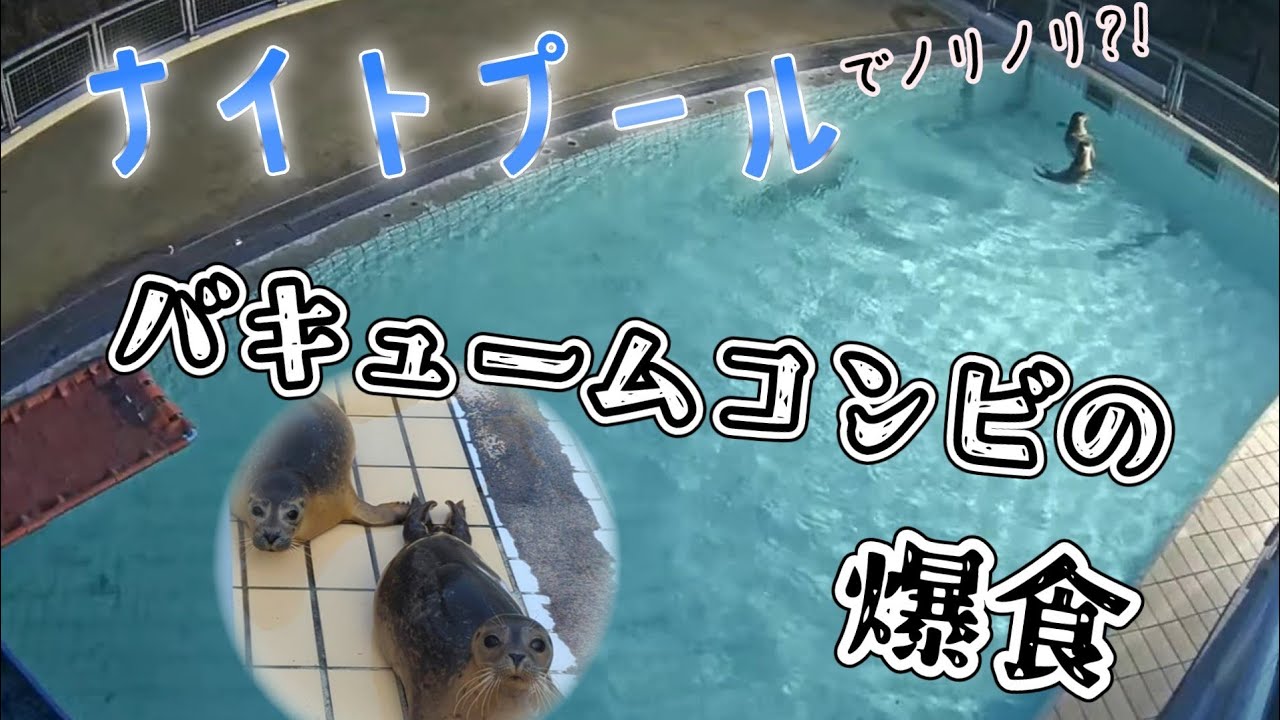 バキュームコンビの爆食ごはんタイム パリピナイトプールも楽しんでます 【アザラシ幼稚園】