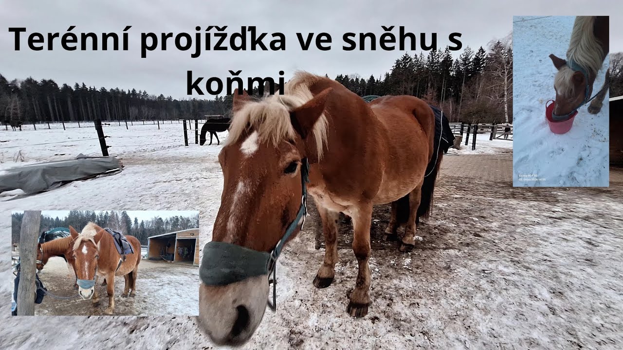 Terénní projížďka ve sněhu s koňmi
