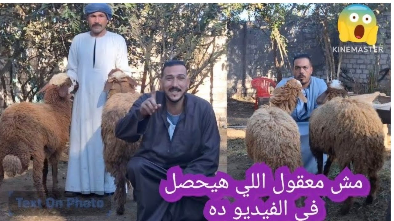#انهيار# من #المصدر #الرئيسي في الاغنام الرحماني 20 لبنيه منهم 10 انتظار ولاده