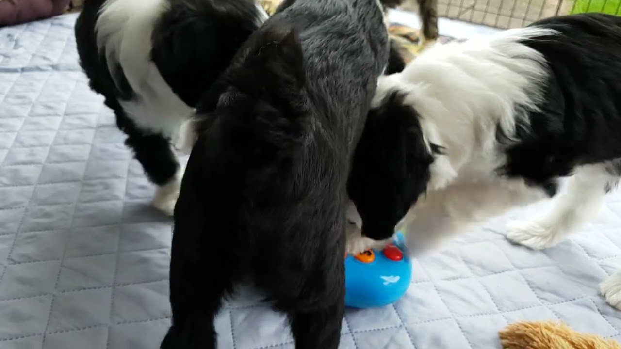 Tibet Terrier 
