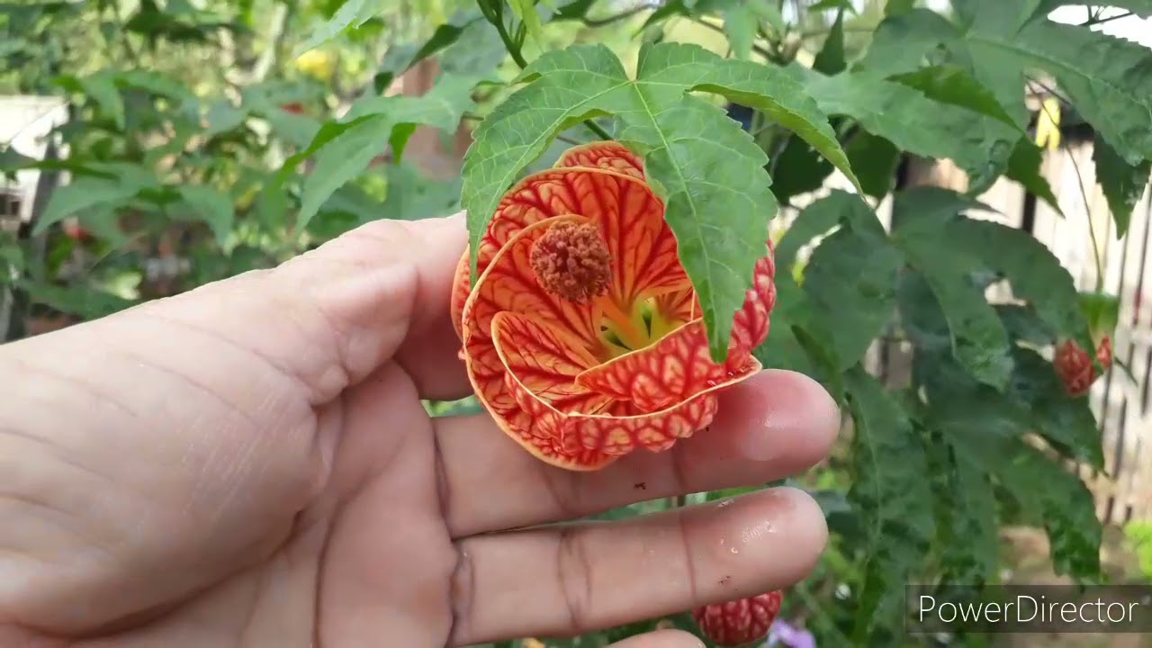 Você conhece a Planta Brinco  de Princesa?