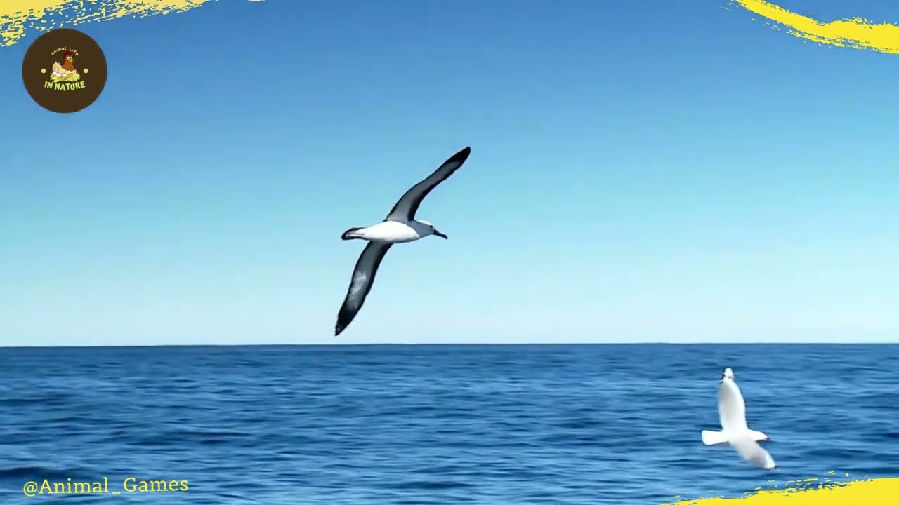 Albatross Birds | The bird with the widest wings in the world ~ #birds #albatross