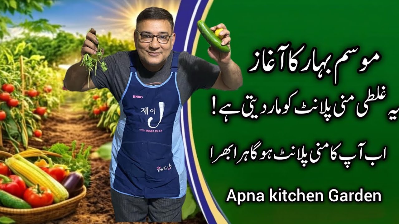 Money Plant Rescue | Fertilizing & Fixing Root Bound Plantمنی پلانٹ ریسکیو | کھاد ڈالنا 