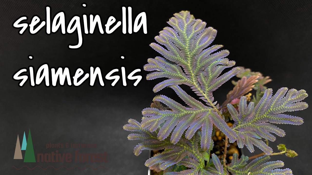 [Selaginella siamensis] セラギネラ サイアメンシス 〜開封の儀〜