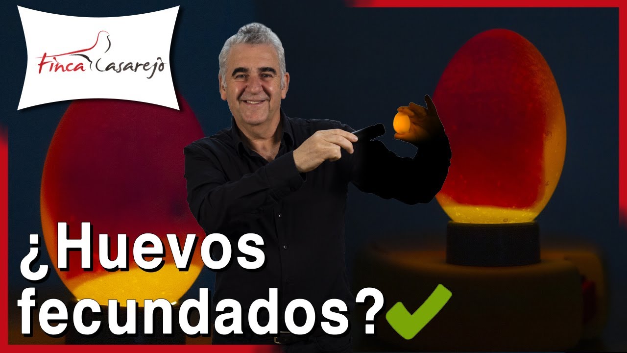 ¿Cómo saber si un huevo es fértil? Gallinas, canarios, pavos reales.