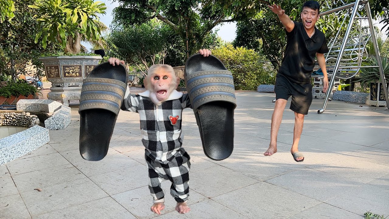 Try not to laugh😂! Monkey Luk did this special thing to go out with Thang