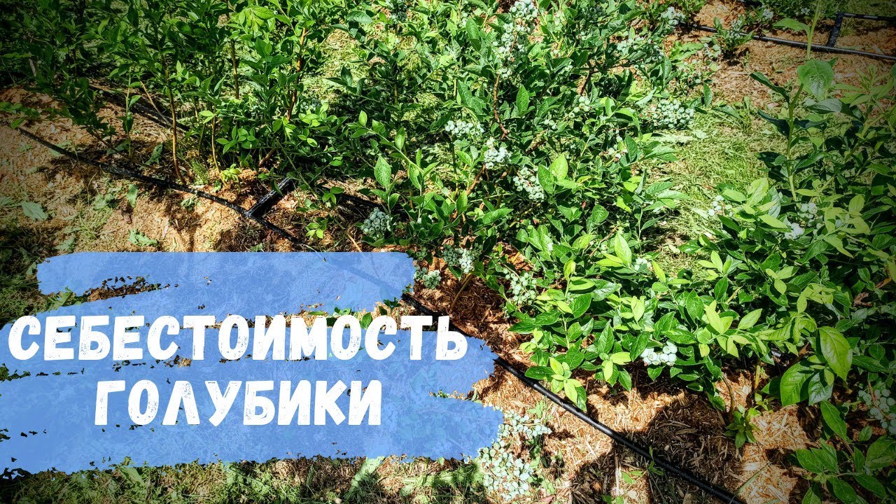 Сколько ежегодно уходит денег на куст голубики