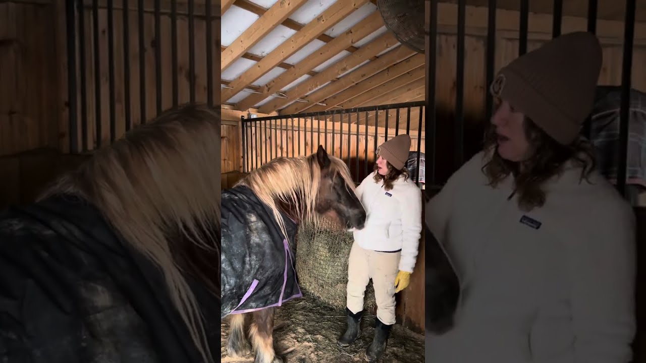 Dr Donna's Special Evening With Her Extraordinary Herd #horselover #horsetherapy #equinetherapy