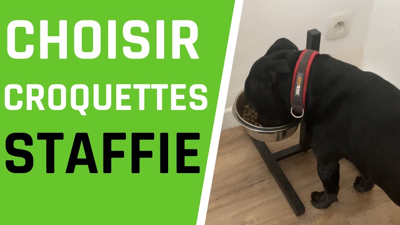 Quelles croquettes pour mon staffie?