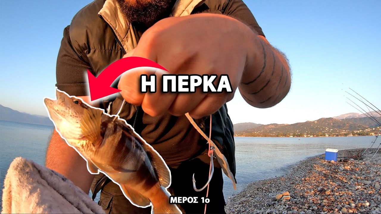 Έπιασα Μια Πέρκα Για Τις Συναγρίδες Του Heavy Carouling!!