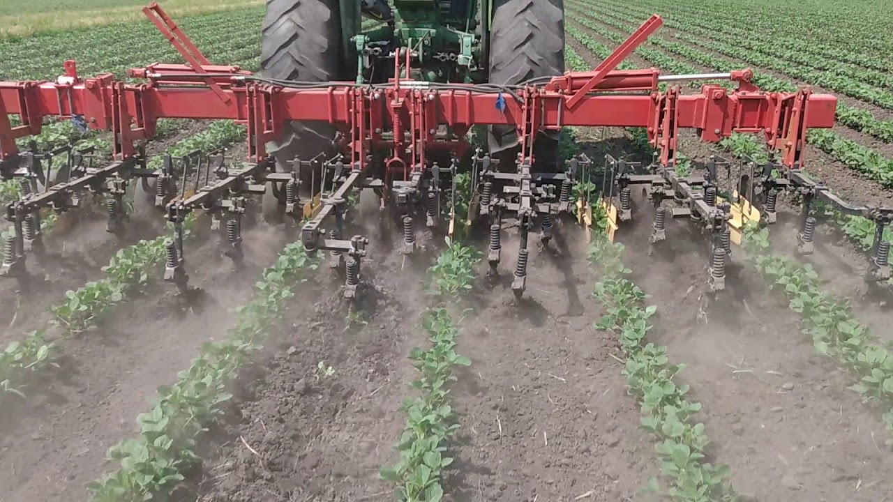 Cultivating soybeans at the WIU Organic Research Farm