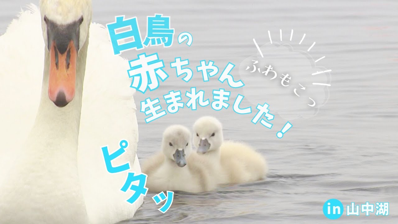 ふわもこっ♪ 白鳥の赤ちゃんが生まれました！ in 山中湖