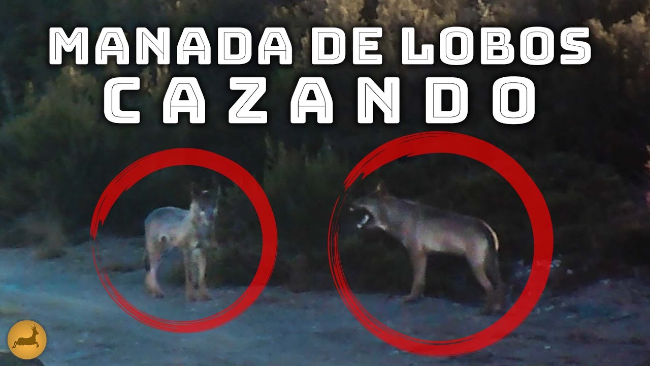 𝗠𝗔𝗡𝗔𝗗𝗔 de 𝗟𝗢𝗕𝗢𝗦 𝗖𝗔𝗭𝗔𝗡𝗗𝗢 en la Sierra de la Culebra por Cinegetics