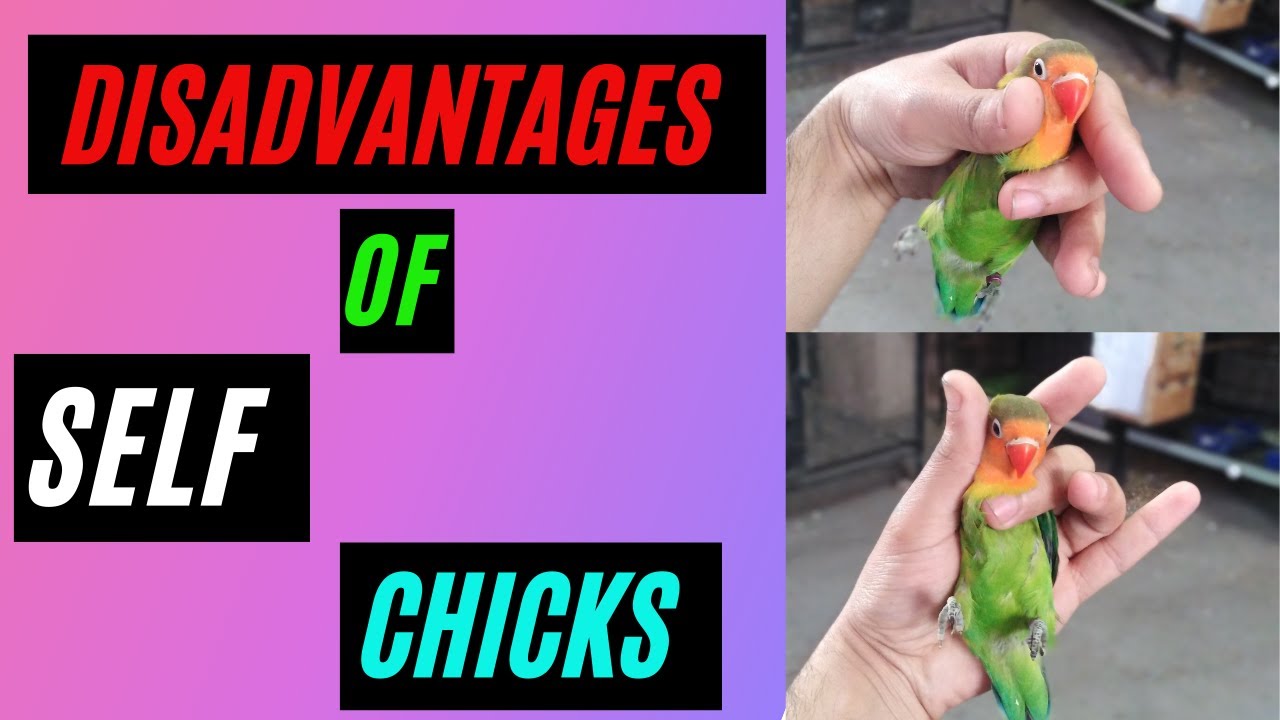 Disadvantages of not separating Lovebirds self chicks from their parents | HWI Aviary | Urdu/Hindi