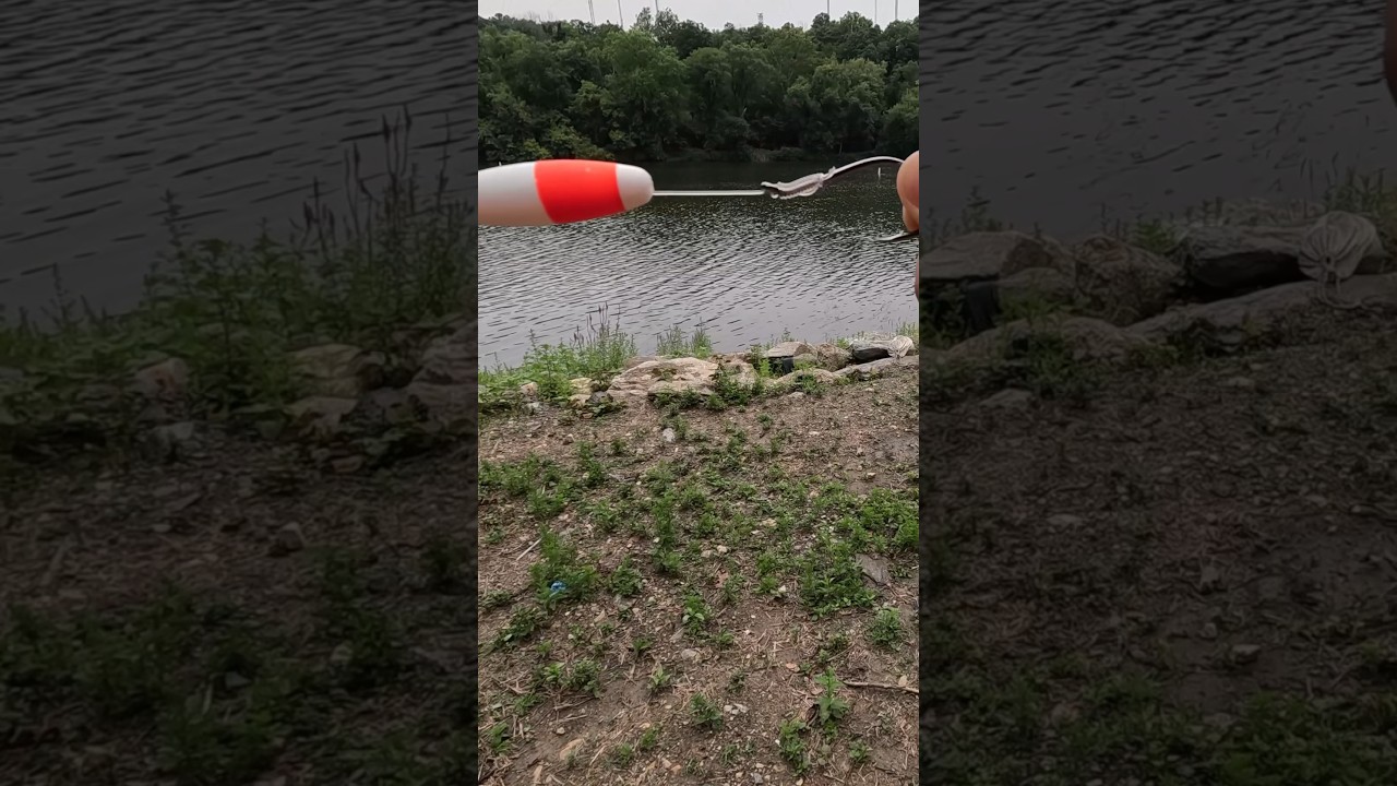 How to rig for flathead catfish!!! #livebait #catfish #hellcat #rivermonster