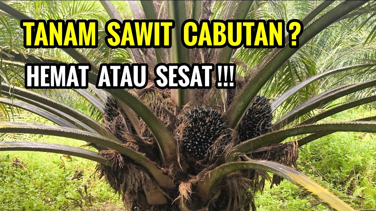 Inilah keuntungan dan kerugian tanam sawit cabutan di lahan